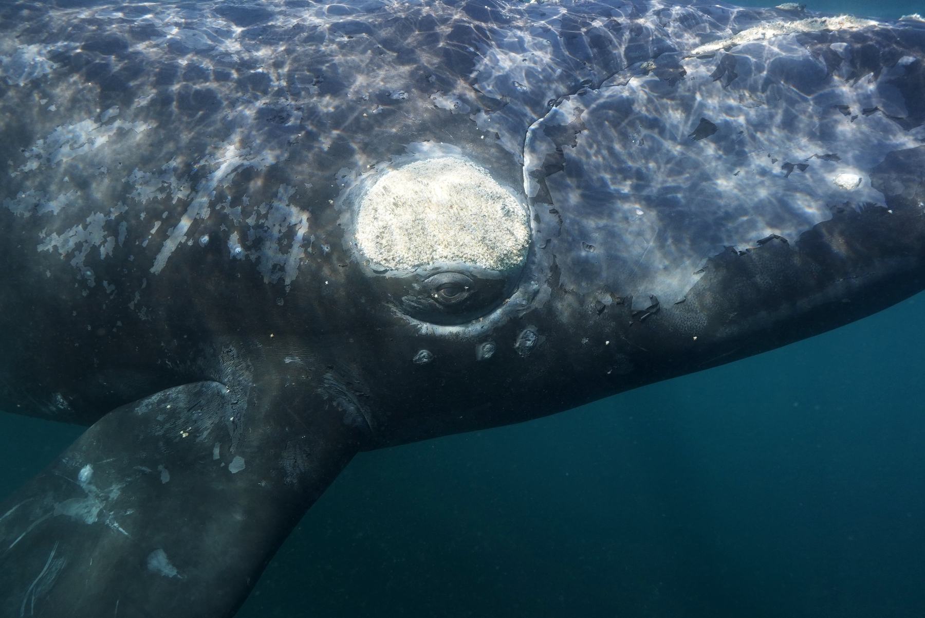 La ballena franca vista de cerca bajo el agua