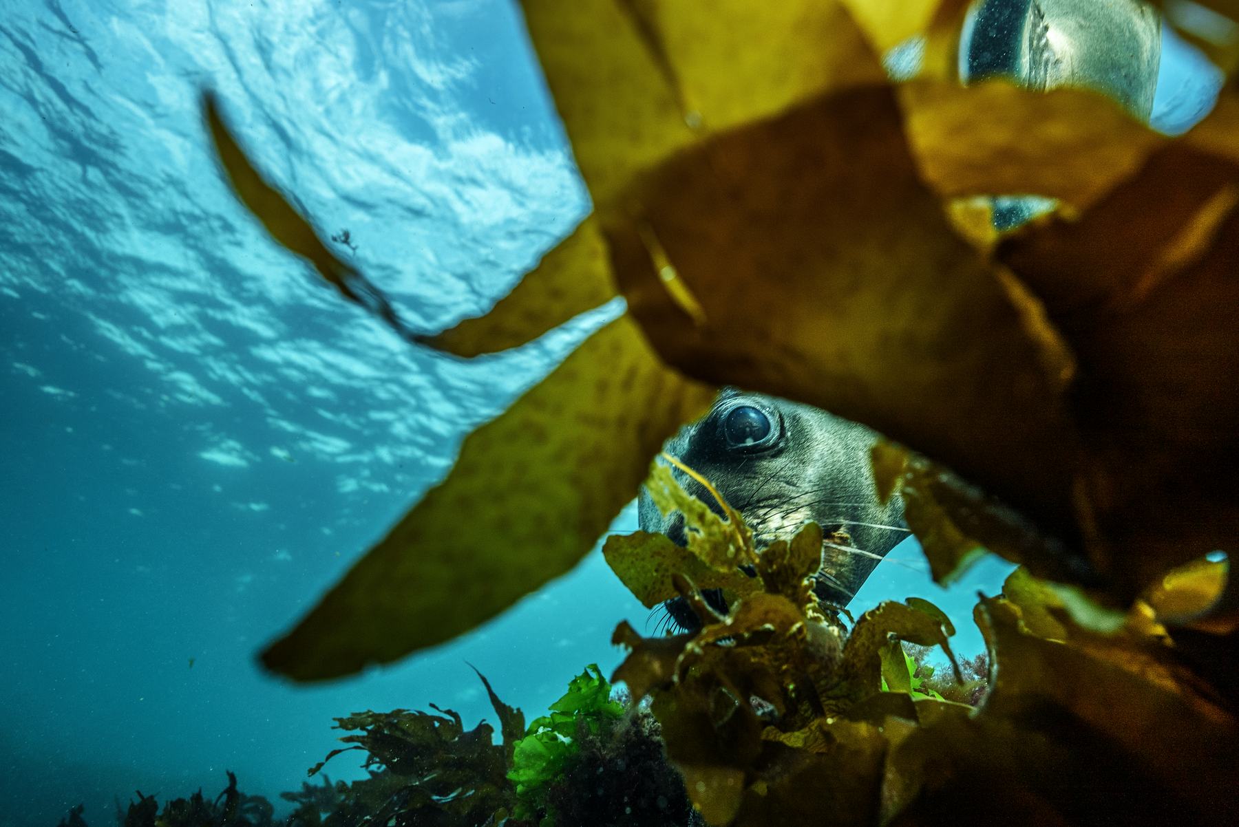 Cachiyuyo dorado en primer plano con un lobo marino detrás