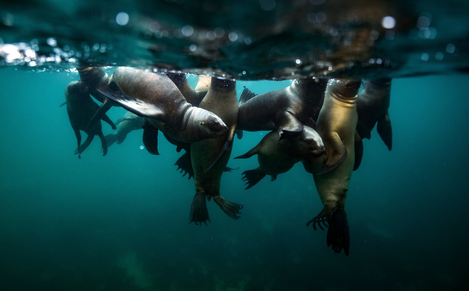 Un grupo de lobos marinos colgado de la superficie